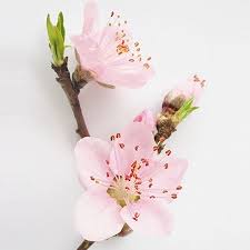 Symbolic Meanings Of Flowers That You Ve Been Wanting To Know Flower Meanings Peach Blossom Flower Apple Blossom Flower
