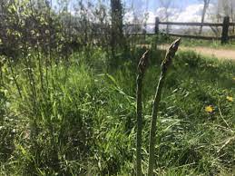 Check spelling or type a new query. Wild Asparagus And Avocado Pair Up In This Healthy Soup Vaildaily Com