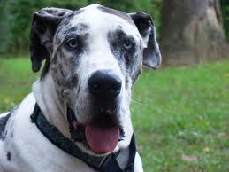 a guide to great dane feeding needs canna pet