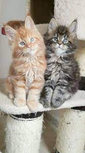 Pin On Cute Kittens