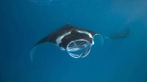Eagle ray is 99 feet long and 10 meters wide custom made semi luxury ship built for the most beautiful surfing or scuba diving cruises in maldives. Guide To Rays Of The Maldives Hurawalhi Maldives