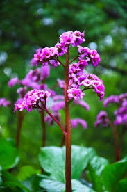 Chrysanthemums have 30 different kinds and found in a wide range of colours. Understanding Bergenia Plant Names Learn About Different Bergenia Varieties