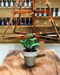 Tinh dầu thiên nhiên haeva cam kết tinh dầu nguyên chất, chất lượng luôn đảm bảo sản phẩm tinh khiết 100%. Small Tree Big Tree Small Trees Big Tree Tree