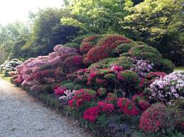 The Best Place To Garden In Australia Azaleas Australian Garden Cloud Pruning