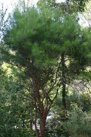 Image result for Hunteria densiflora