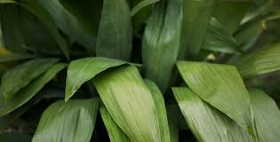 Image result for Aspidistra