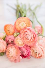 We did not find results for: Wedding Flower Power The Radiant Ranunculus