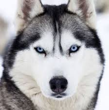 Siberian Husky Breed Jewelry Necklace Sibirya Kurdu Yavrusu Sibirya Husky Husky