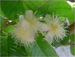 Image result for Myrtaceae