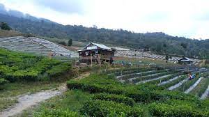 Wacana awal akan dikembangkan untuk perkebunan kopi. Menikmati Indahnya Kebun Teh Di Gunung Dempo Pagar Alam Travel Tempo Co