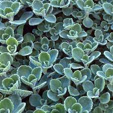 Alternative names for this plant include false oregano, spanish thyme, mexican thyme and mexican mint. Cuban Oregano Plectranthus Amboinicus My Garden Life