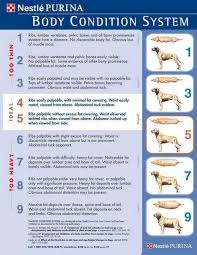 how to determine your dog s ideal weight