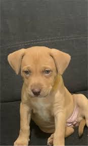Maybe you would like to learn more about one of these? Puppy For Sale In Knoxville Tn 5miles Buy And Sell