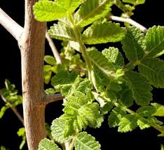 Image result for Burseraceae