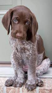 Help keep this page updated california view/post german shorthaired pointer dogs for adoption in california on rescue me! Pin On Cute Puppies