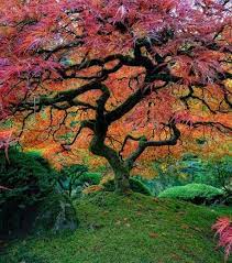 Ces 18 Arbres Sont Les Plus Extraordinaires De La Planete Landscape Beautiful Tree Japanese Garden