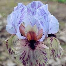 50pcs Bag Mixed Color Iris Flower Seeds Rare Flower Seeds Bearded Iris Seeds Nature Plants Orchid Flower Diy For Garden Rare Flowers Iris Flowers Flower Seeds