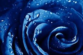 Blue Rose Flowers Free Stock Photos Download 16 038 Free Stock Photos For Commercial Use Format Hd High Resolution Jpg Images If you're looking for the best blue rose wallpaper then wallpapertag is the place to be. blue rose flowers free stock photos