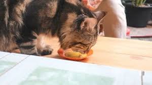 Berilah makanan sekelas super premiun; Membuat Makanan Untuk Kucing Mainecoon Yang Tidak Suka Daging Youtube