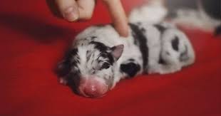 Newborn Border Collie Puppies Youtube Border Collie Puppies Collie Puppies Border Collie
