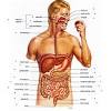 These images are from the visible human project sponsored by the national library of medicine. 1