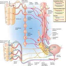 Innervation Of The Lower Urinary System Anatomy Flashcards Sleepless Nights Anatomy