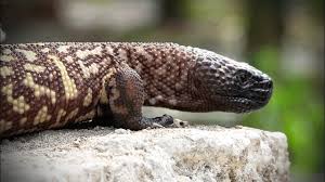 It and the other member of the same genus, the gila monster (heloderma suspectum), are the only lizards known to have evolved an overt venom delivery system. Mexican Beaded Lizard 01 Footage Youtube