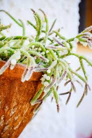 Image result for Rhipsalis