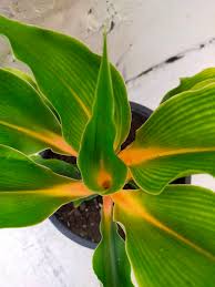 Image result for Chlorophytum filipendulum