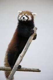 Standing Red Panda Red Panda Panda Cute Animals