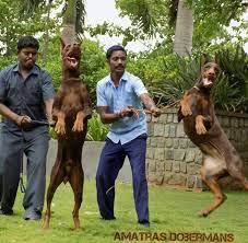 You can't go wrong with any pup from joie de vivre dobermans! Doberman Chennai Home Facebook