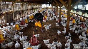 Ayam dan telur terpaksa diimport. Sebut Ada Kartel Harga Anak Ayam Peternak Ngaku Rugi Rp 5 4 T