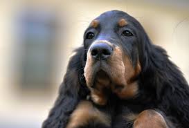 Image result for skotský setr gordonsetr