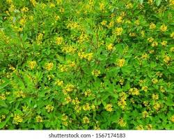 Image result for Tristellateia africana