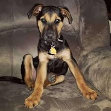 Rottweiler puppies available for sale in minnesota from top breeders and individuals. Pitbull And Rottweiler Mix Petfinder