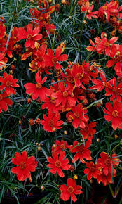 Coreopsis Verticillata Broad Street Red Blooming Threadleaf Coreopsis Hardy In Zones 5 9 And Should Be Grown In Full Flores Maravilhosas Plantas Flores
