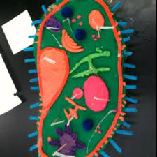 Paramecium Model No Big Deal School Projects Fun Diys Projects