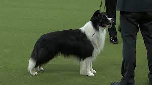 Slick The Border Collie Wins At The 2018 Westminster Dog Show Westminster Dog Show Border Collie Collie