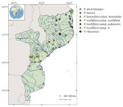 Image result for Pavetta gurueensis