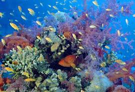 Coral Reefs Coral Grouper And Basslets Red Sea Egypt By David Hall