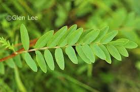 Image result for Hedysarum