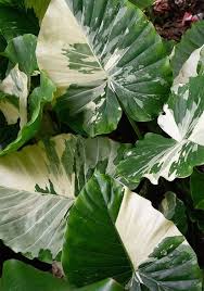 Live Alocasia Odora Variegata Plant Variegated Elephant Ear Plant Potted With Soil In 7 Tall Pot Plants Live Plants Rare Plants