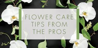 Some of these plants are quite sensitive to changes in weather conditions and can wither and die in a short. We Tell You How To Take Care Of Flowers