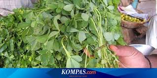 Daun pegagan daun pegagan atau yang biasa juga disebut daun kaki kuda atau daun antanan merupakan daun dengan berbagai macam manfaat bagi kesehatan tubuh, sehingga oleh masyarakat zaman dahulu sering dijadikan sebagai obat herbal untuk menyembuhkan berbagai macam penyakit. Tanaman Herbal Untuk Diabetes Halaman All Kompas Com