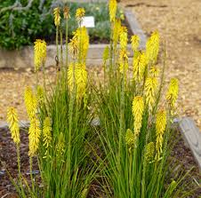 Image result for Kniphofia princeae