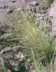 Image result for Aristida canescens