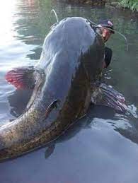 226 Lbs Catfish Out A River In Fayettville Nc Catfish Fishing River Monsters Fish