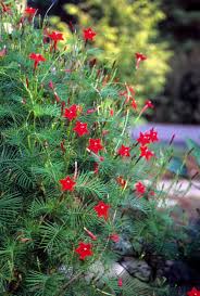 Cypress vine has loose, feathery foliage that is covered with hundreds of tiny, tubular flowers. Cypress Vine Lewis Ginter Botanical Garden