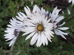 Image result for Berkheya