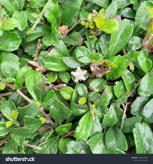 Image result for Streblus